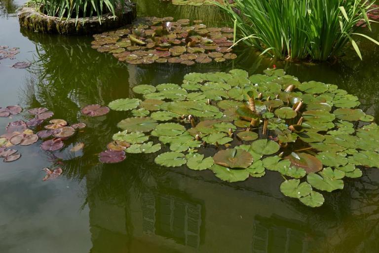 Bassin de jardin à Merris, créez votre coin d'eau naturel