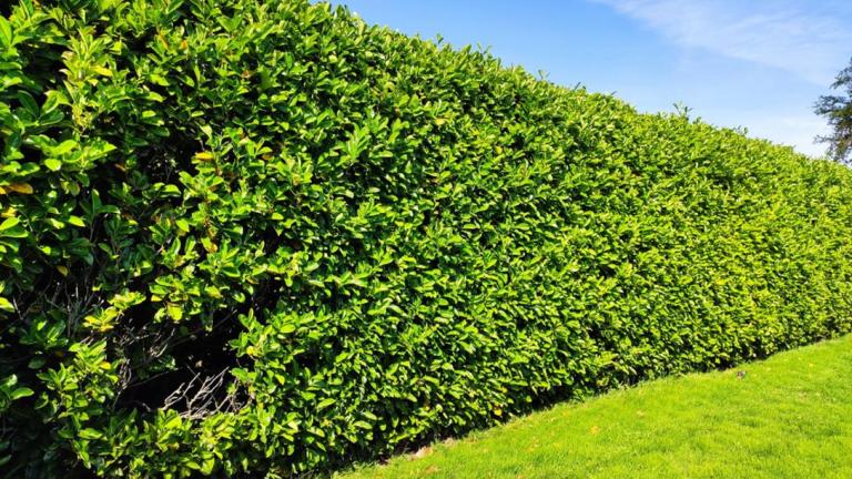 Faut-il planter des haies à Bailleul pour délimiter son jardin ?